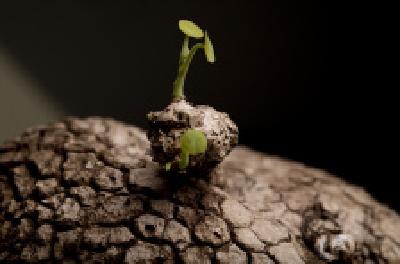 每日一读 | 冬天你不要砍树