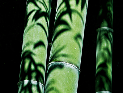 孔子：见贤思齐焉，见不贤而内自省也