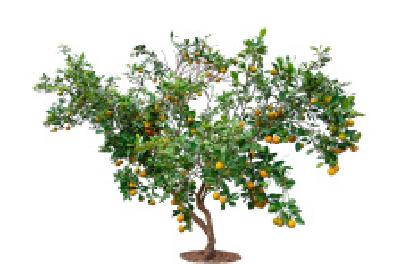 每日一读 | 低垂之果