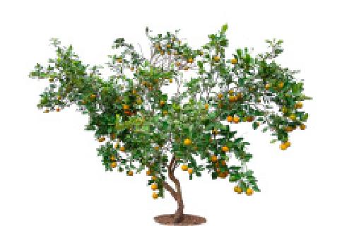 每日一读 | 低垂之果