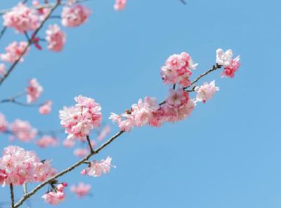 18个描写春天的成语，每一个都出自诗词，陪孩子轻松积累