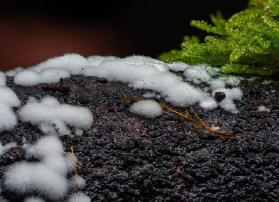 豆腐长白毛是地方小吃，长彩毛只会让你成为绝命毒师