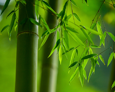孔子：君子义以为质，礼以行之，孙以出之，信以成之